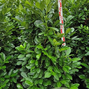 Prunus I. 'Rotundifolia' 160-180 cm met kluit