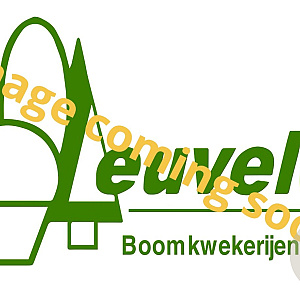 Prunus I. 'Rotundifolia' 160-180 cm met kluit