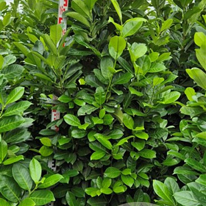 Prunus I. 'Rotundifolia' 180-200 cm met kluit extra