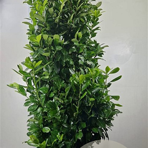 Prunus I. 'Rotundifolia' 180-200 cm met kluit extra