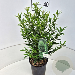 Prunus l. Sofia 30-40 cm 4,0L