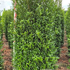 Prunus l. Sofia 200-225 cm draadkluit extra