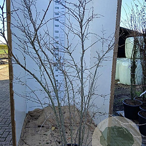 Prunus 'The Bride' 175-200 cm cont. 55L najaarspotting