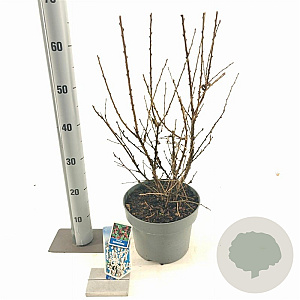 Prunus tomentosa 30-40 cm 5,0L