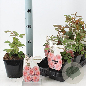 Rosa (F) Carmina 10-15 cm C1.5