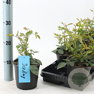 Rosa (F) Iceberg 10-15 cm C1.5