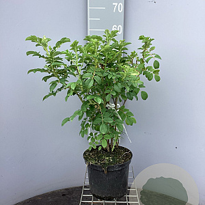 Rosa rugosa 'Alba' 60-80 cm 5,0L