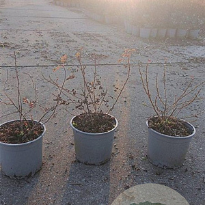 Rosa pimpinellifolia 20-30 cm 2,0L