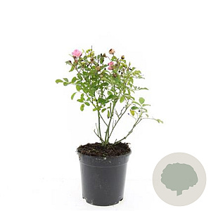 Rosa (P) 'The Fairy' GM 1.5