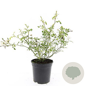 Rosa (M) 'White Fairy' GM C1.3