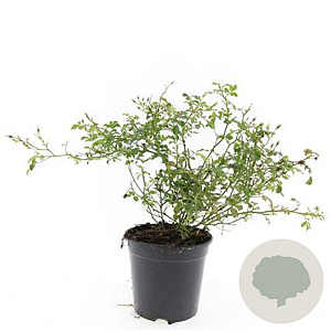 Rosa (M) 'White Fairy' GM C1.3