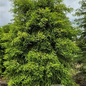 Taxodium distichum 300-325 cm draadkluit extra