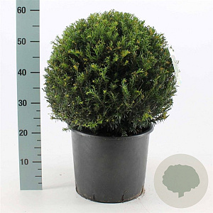 Taxus baccata 40 cm 12L bol