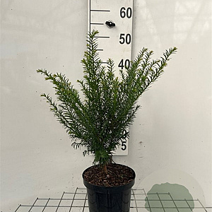 Taxus baccata 40-50 cm 3,0L