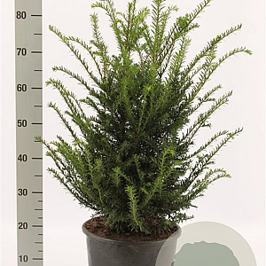 Taxus baccata 50-60 cm met kluit