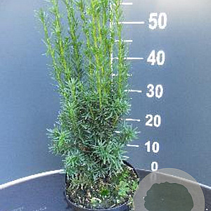 Taxus media 'Hicksii' 40-50 cm 3,0L
