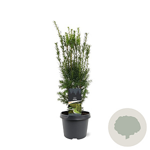 Taxus media 'Hicksii' 40-50 cm 3,0L