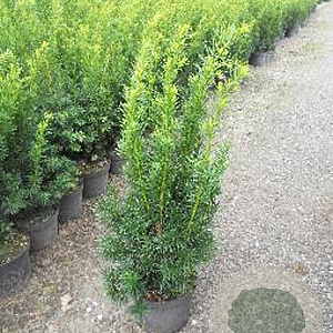 Taxus media 'Hicksii' 40-50 cm 3,0L