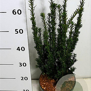 Taxus media 'Hillii' 60-70 cm 5,0L