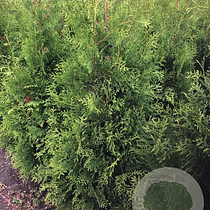 Thuja occ. 'Brabant' 150-175 cm met kluit