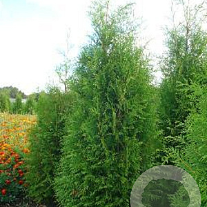 Thuja occ. 'Brabant' 150-175 cm met kluit