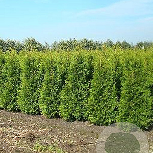 Thuja occ. 'Brabant' 150-175 cm met kluit