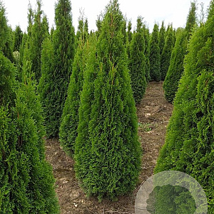 Thuja occ. 'Smaragd' 225-250 cm met kluit