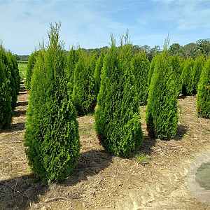 Thuja occ. 'Smaragd' 225-250 cm met kluit