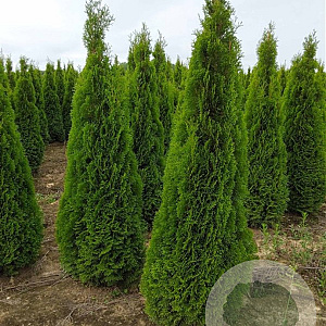 Thuja occ. 'Smaragd' 225-250 cm met kluit