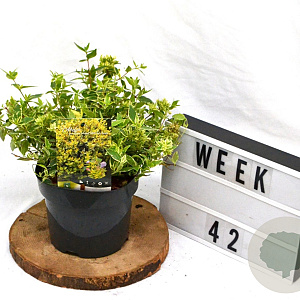 Abelia grandifl. Jelly Beans 40-60 cm 3,0L