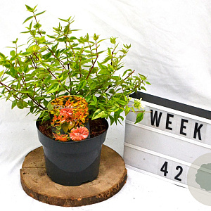 Abelia grandifl. 'Kaleidoscope' 40-60 cm 3,0L