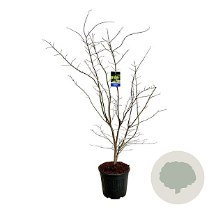 Acer Arctic Jade 150-175 cm 30L extra