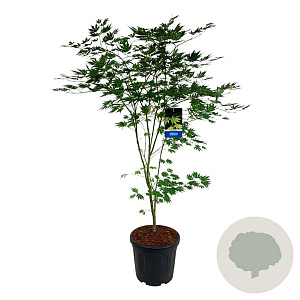 Acer Arctic Jade 150-175 cm 30L extra