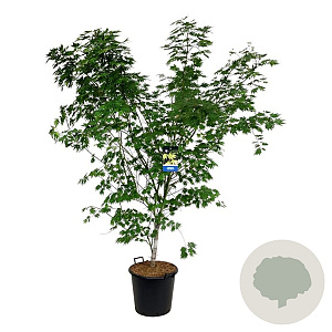 Acer Arctic Jade 200-225 cm cont. 55L extra