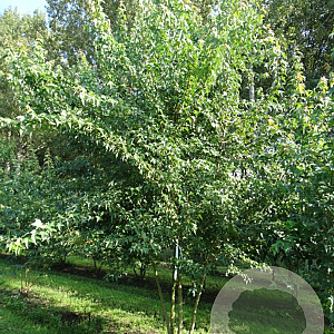 Acer buergerianum 400-450 cm draadkluit meerstammig