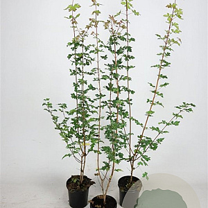 Acer campestre 60-80 cm 2,5L