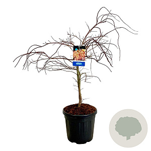 Acer Ice Dragon 80-100 cm 30L breed extra