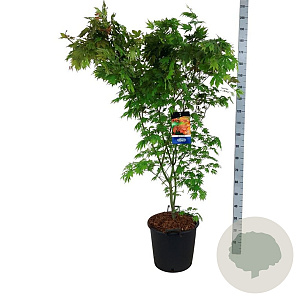 Acer North Wind 150-175 cm 30L extra