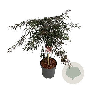 Acer pal. 'Garnet' 60 cm stam 15L