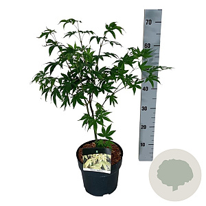 Acer pal. 'Osakazuki' 40-50 cm P21