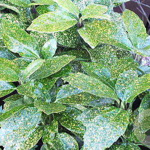 Aucuba jap. 'Pepperpot' 25-30 cm 3,5L