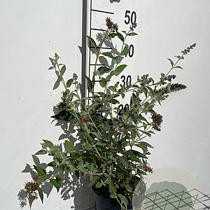 Buddleja 'Lochinch' GM 2,0L