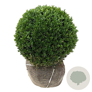 Buxus sempervirens 45-50 cm met kluit bol
