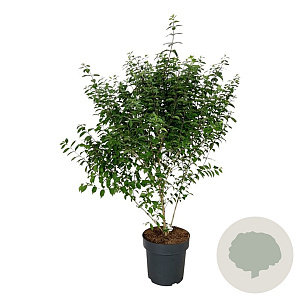 Callicarpa dich. 'Issai' 100-125 cm 15L