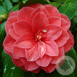 Camellia j. 'C.M. Hovey' 150-175 cm 45L meerstammig