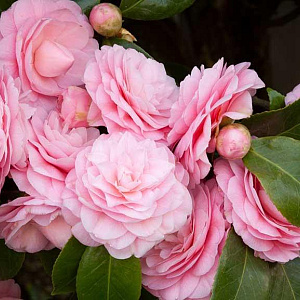 Camellia j. 'Debutante' 200-250 cm cont. 90L meerstammig