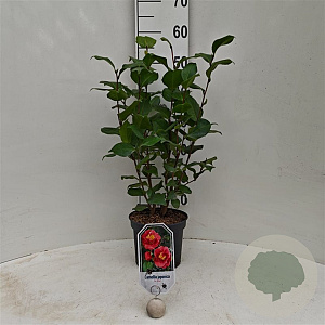 Camellia j. 'Dr King' 40-50 cm 3,0L
