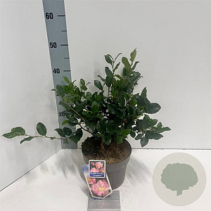 Camellia sas. 'Cleopatra' 30-40 cm 3,0L