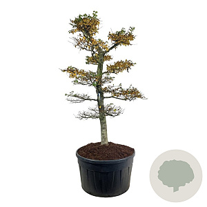 Carpinus betulus 225-250 cm cont. 500L bonsai