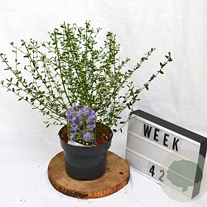 Ceanothus 'Concha' 40-60 cm 3,0L